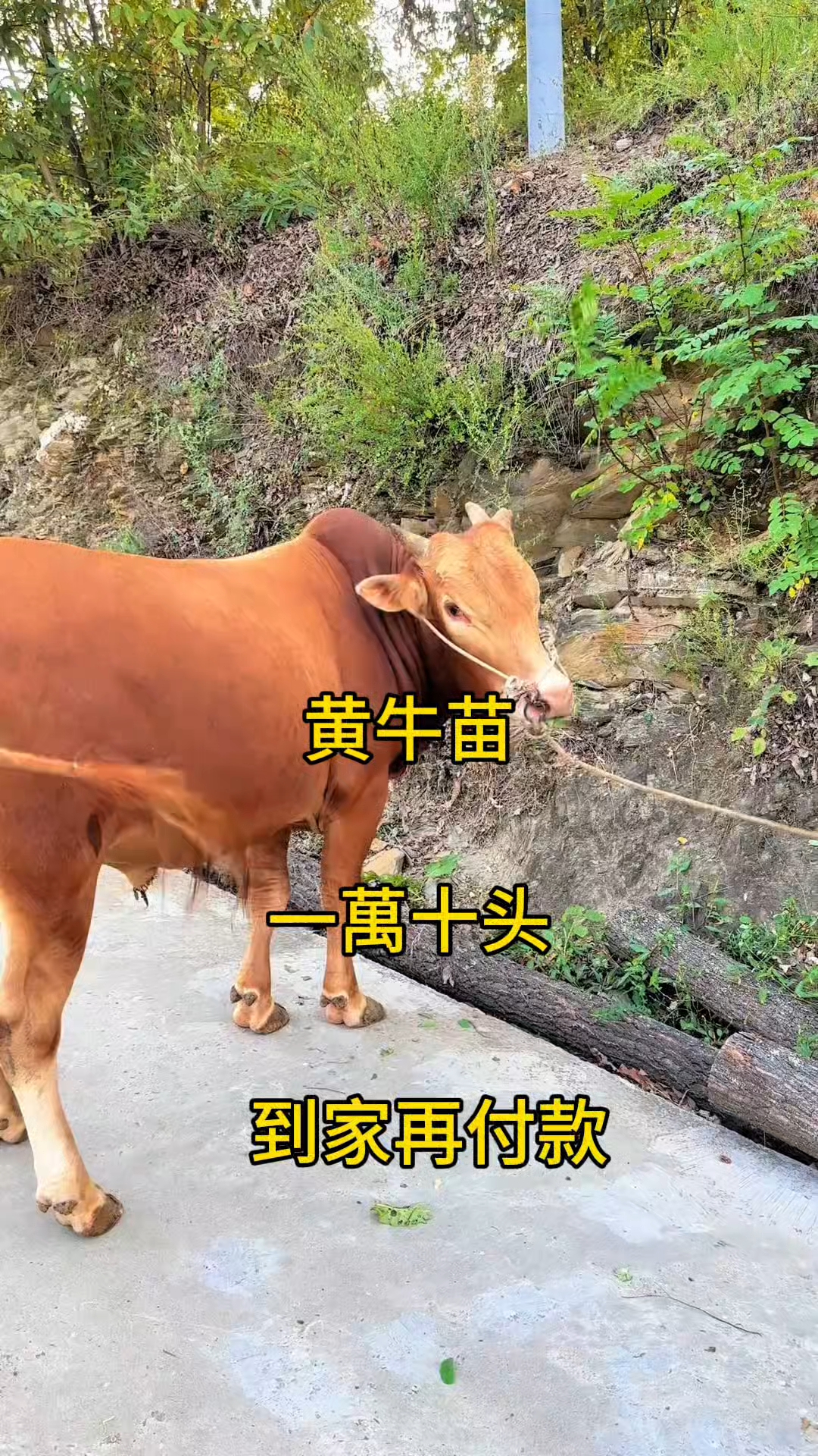 那曲最新黄牛代办方法分析(最方便真实的那曲黄牛代办网约车证方法)