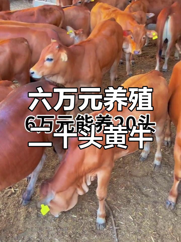 那曲最新线上套医保的黄牛是真的吗方法分析(最方便真实的那曲线上套医保的黄牛是真的吗能报销吗方法)